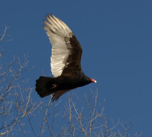 What is it?-bird.jpg