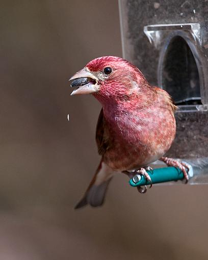 Purple finch-purple-finch-1.jpg