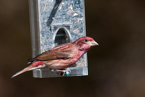 Purple finch-purple-finch-2.jpg