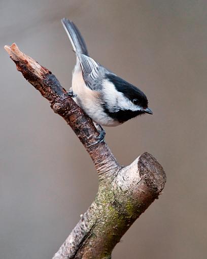 A couple of shots-black-capped-chickadee.jpg