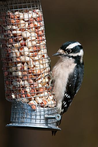 A couple of shots-female-woodpecker-feeder-3211.jpg