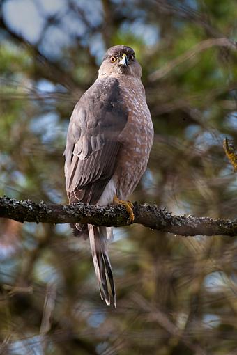 A couple of shots-cooper-hawk.jpg