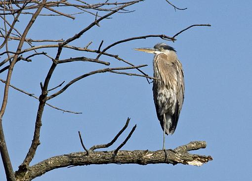 Another rough day at work...-loneheron_2.jpg