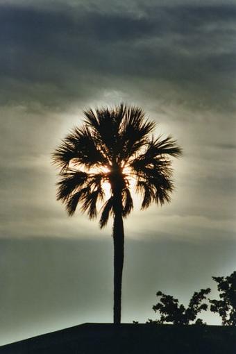 The Silhouette thread-palm-sihlouette-jpg.jpg