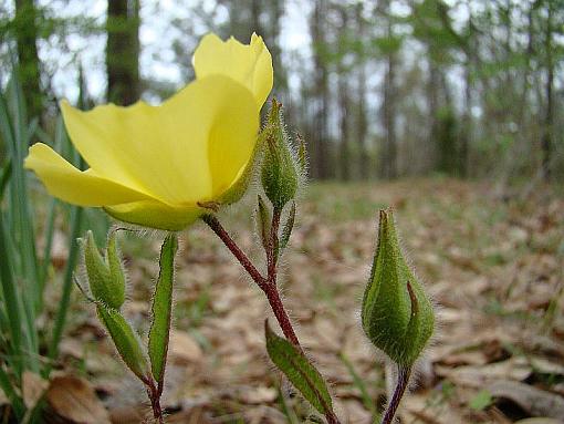 Signs of spring: Catkins-sun-rose-2.jpg