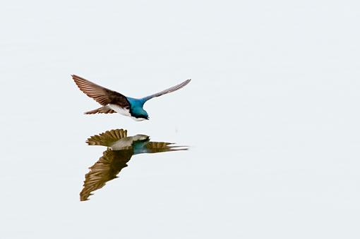 Flying swallows-tree-swallow-chase.jpg