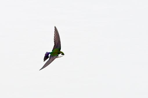 Flying swallows-violet-green-swallow-flight.jpg