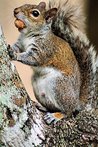 Nuts!-squirrel121.jpg