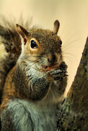 Nuts!-squirrel130.jpg