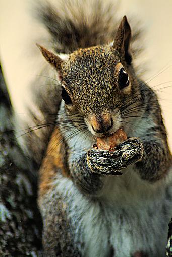 Nuts!-squirrel136.jpg