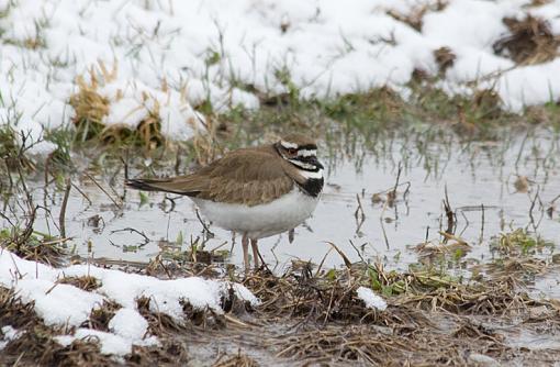 &quot;Where did Spring go??&quot;-killdeer.jpg