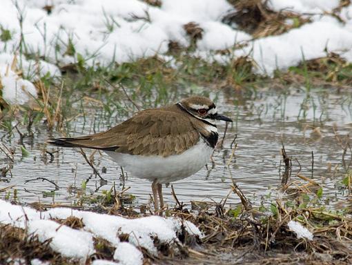 &quot;Where did Spring go??&quot;-killdeer3.jpg