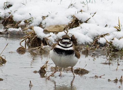 &quot;Where did Spring go??&quot;-killdeer2.jpg