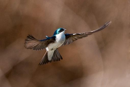 Flying swallows-tree-swallow-hovering-1.jpg