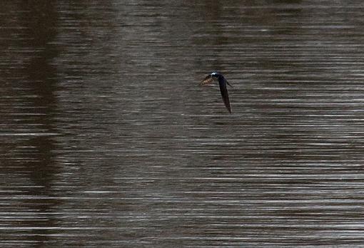 Spring 2009 Bird ID Thread.-swallow.jpg