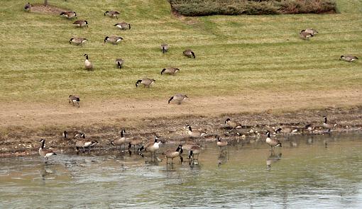 The other side of the river...-geese1.jpg