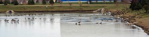 The other side of the river...-geese2.jpg