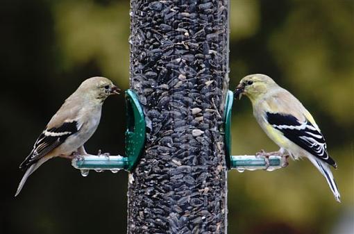 Spring 2009 Bird ID Thread.-img_2826.jpg