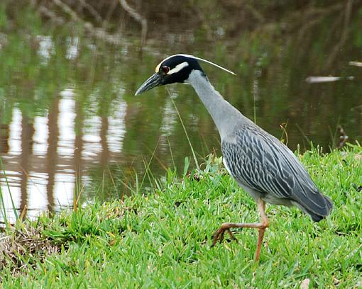 Yellow-crowned Night Heron-dsc_1014-copy.jpg