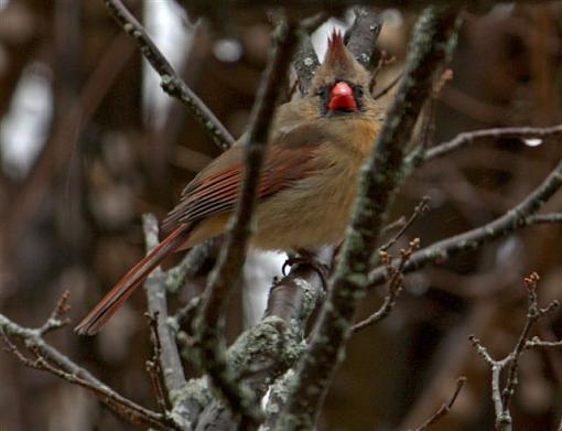 Spring 2009 Bird ID Thread.-img_2876.jpg