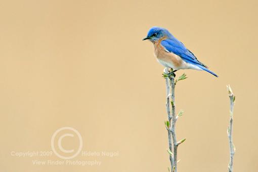 Miscellaneous Little Birdies-bluebird-1.jpg