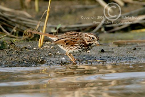 Miscellaneous Little Birdies-sparrow.jpg