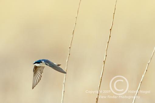 Miscellaneous Little Birdies-tswallow-2.jpg