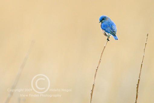 Miscellaneous Little Birdies-bluebird-2.jpg