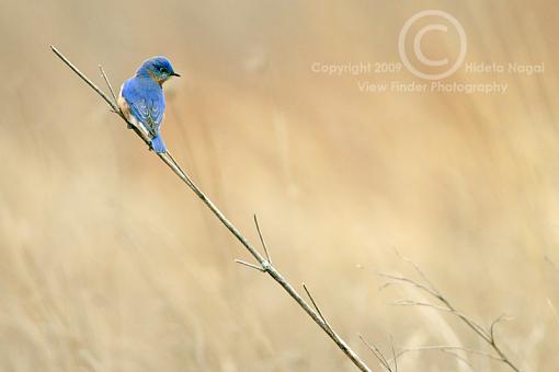 Miscellaneous Little Birdies-bluebird-3.jpg