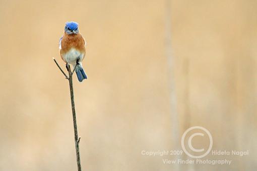 Miscellaneous Little Birdies-bluebird-4.jpg