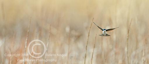 Miscellaneous Little Birdies-tswallow-1.jpg