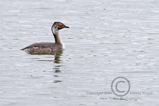 Miscellaneous Waterfowl-horned-grebe.jpg