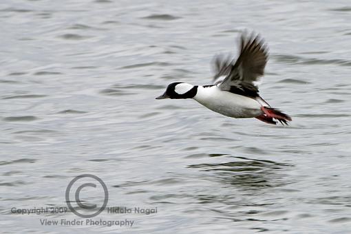 Miscellaneous Waterfowl-bufflehead.jpg