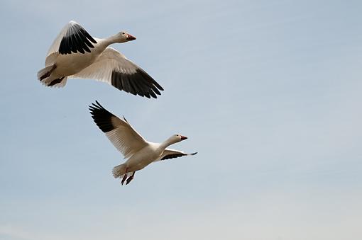 Snow Geese-snow-geese-flying.jpg