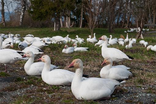 Snow Geese-close-i-could.jpg