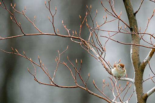 Spring 2009 Bird ID Thread.-bird-id.jpg