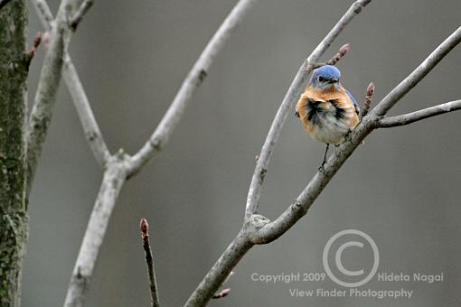 Miscellaneous Little Birdies-bluebird-5.jpg