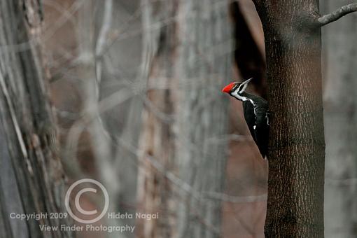 Miscellaneous Little Birdies-pileated.jpg