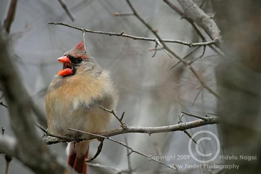 Miscellaneous Little Birdies-cardinal.jpg