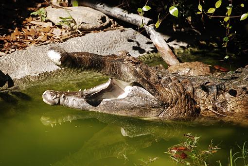 Todays alligator shots-dsc_1575-copy.jpg