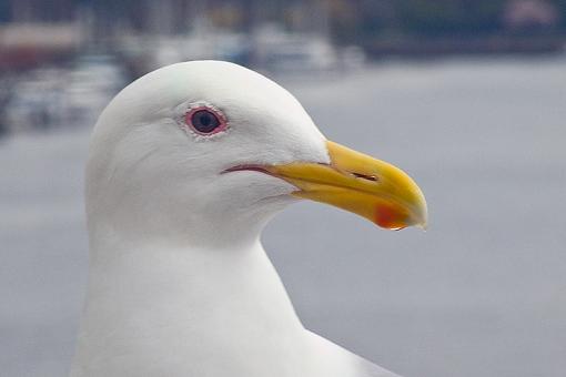 Thinking of my Canadian friends on N&amp;W...-seagull-close-up.jpg