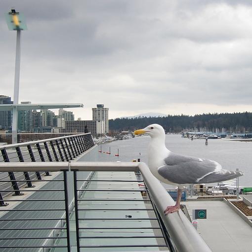 Thinking of my Canadian friends on N&amp;W...-seagull-2a.jpg