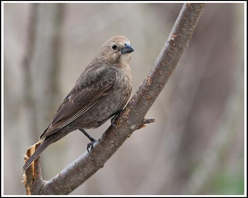 A pair of cowbirds...-img_4436_edited-1.jpg