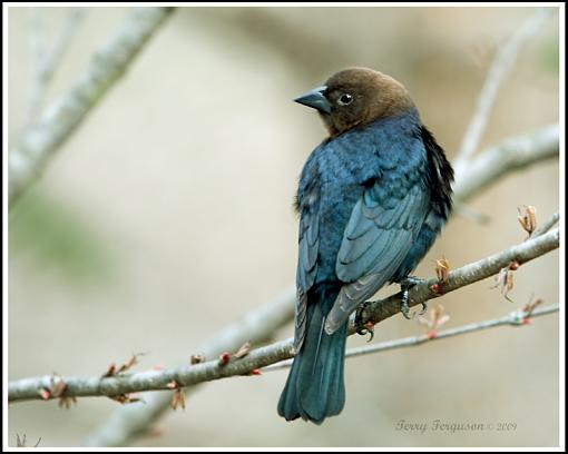 A pair of cowbirds...-img_4445_edited-1.jpg