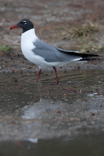 reflected gulls-_a3p3699.jpg