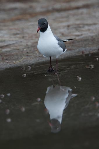 reflected gulls-_a3p3695.jpg