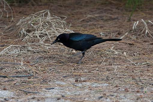 Grackle ?-_a3p3693.jpg