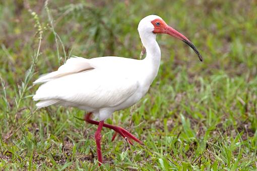 ibis-_a3p3673.jpg