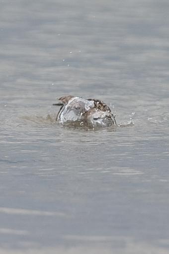 bath time !-_a3p3872.jpg