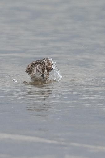 bath time !-_a3p3874.jpg